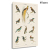 FTzero Vintage Bird Chart print Framed Art